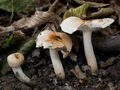 Hygrophorus lindtneri
